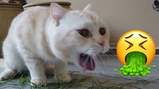 Cute cats eats silver bamboo [upl. by Secnirp]