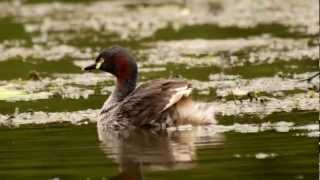 Australasian Grebe Tachybaptus novaehollandiae ♀  Australischer Zwergtaucher [upl. by Noynek]