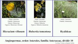 Angiospermae orden Asterales familia Asteraceae dividir 10 hieracium lactuca jacobaea inula los [upl. by Eelrac415]