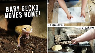 How To Set Up Tanks For Baby Leopard Geckos  MOVING DAY [upl. by Seligman]