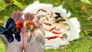 Unbelievable Catching Goldfish In Mini Lake In The desert  Found A Lot Of Beautiful Betta Fish Koi [upl. by Levine]