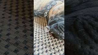 Caption this 🤣 dog puppy mastiff bullmastiff funny cute [upl. by Karlis]