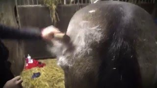 SleekEZ Horse Groomer  Results and how to use it  brought to you by Eqclusive [upl. by Ruthanne]