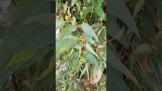 Propiedades de las hojas de eucalipto Eucalyptus camaldulensis SUSCRIBETE [upl. by Salb150]