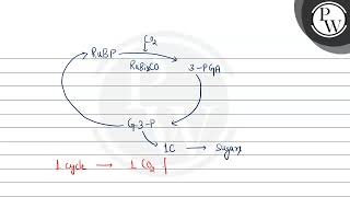 What will for the number of Calvin cycles to generate one molecule of hexose [upl. by Asilehc]