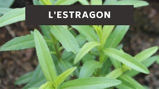 LEstragon [upl. by Norraa]