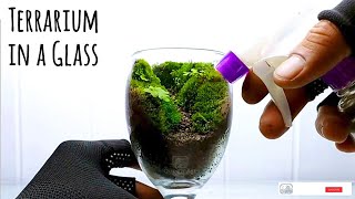 Terrarium in a Drinking glass  Tutorial Aquascaping [upl. by Aniuqal]