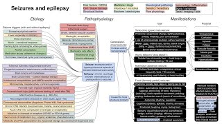 Seizures and epilepsy mechanism of disease [upl. by Laurene532]