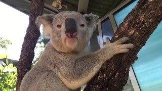 Koala mating call at Taronga [upl. by Ricca]