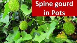 Agro techniques for growing Spine gourd Momordica dioica in pots [upl. by Lyrad]