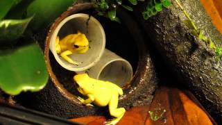 Phyllobates Terribilis calling [upl. by Ennazus]