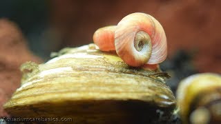 Ramshorn Snail Feeding in a Freshwater Aquarium [upl. by Ynamad717]