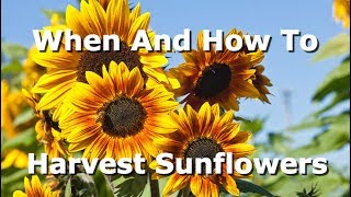 How To And When To Harvest Sunflowers What Signs To Look For And How To Extract The Seeds [upl. by Harl]