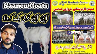 saanen goat  saanen goats farm in Pakistan  saanen goat price in Pakistan  bakri wala [upl. by Nea]