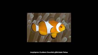 Amphiprion Ocellaris Clownfish Bin3aiah Fishes [upl. by Stempson]