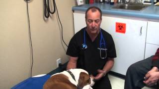 Tick Infection and Sore Joints in Dog [upl. by Bred345]