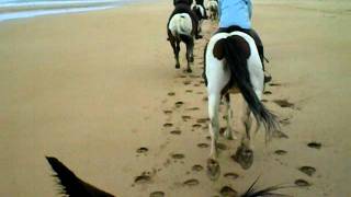 Galloping horses on the Beach [upl. by Leta]