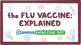 The flu vaccine explained [upl. by Lucchesi583]