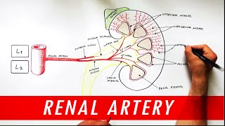 Anatomy tutorial  Renal Artery Branches [upl. by Gonagle791]