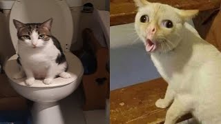 Compilation New Funniest Cat Videos 😹 You laugh You Lose 🤣 Best of Funny Cat Videos 😂 6 [upl. by Aimit]