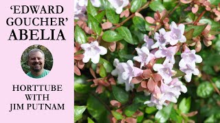 Edward Goucher Abelia  Flowering Evergreen Shrub for Pollinators [upl. by Idnak]