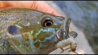 Wax Worm Fishing in Creeks with Bobbers Bluegill and Panfish [upl. by Flanders]