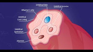 Whartons jelly – Explained [upl. by Ecitnirp]