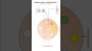 Microbial Assay of Antibiotics by Cup Plate Method solutionpharmacy pharmacologyclass [upl. by Ebanreb849]