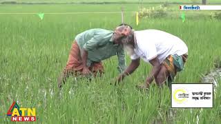 আসছে বোরো ধানের মৌসুম। সবাই তৈরী তো  SYNGENTA  সিনজেনটা বোরোধান [upl. by Meriel]