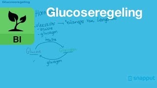 Biologie  Glucoseregeling [upl. by Germann]