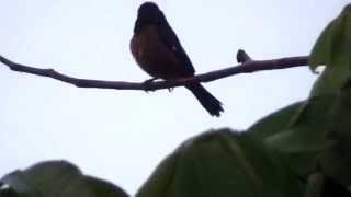 Curió amazônico Sporophila angolensis Chestnutbellied SeedFinch [upl. by Stavro]