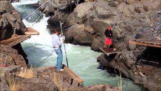 Klickitat River Washington State USA salmon 9814 [upl. by Lanctot]