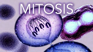 MITOSIS  MADE SUPER EASY  ANIMATION [upl. by Blanca]