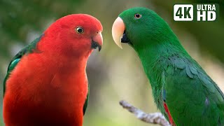 THE MAGICAL WORLD OF PARROTS  WONDERFUL RELAXING SOUNDS  BIRDS SOUNDS  SOOTHING NATURE [upl. by Ennovihc]