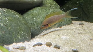 Breeding Brichardi Daffodil an African Cichlid from Lake Tanganyika [upl. by Tupler]