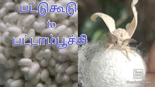 silkworm cycle  பட்டுக்கூடு to பட்டாம்பூச்சி  silkworm in tamil [upl. by Ahsam808]