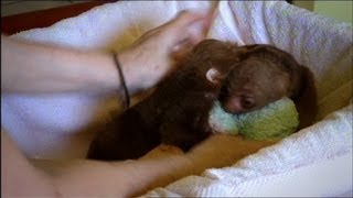 Baby Sloth Twins Are Inseparable [upl. by Sivad338]