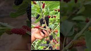 Melbury pickingfruit fruitpicking agriculture shorts [upl. by Eldoria]