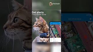 Best Tracker For Cat in 2023  Tractive Mini GPS Cat Tracker  Amazon Product  TailTales [upl. by Negaet]