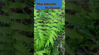 Pteris Vittata The Natural Soil Cleaner [upl. by Eirallih]