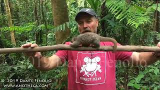 Dr Danté and Silky Anteater in the Peruvian Amazon [upl. by Gilpin]