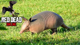 RDR 2 Online Nine banded Armadillos Locations Nine banded Armadillos skinned [upl. by Disraeli]