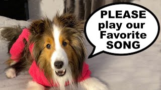 quotPLEASE play our Favourite Songquot 🎵🥺🐶 Cricket quotthe sheltiequot Chronicles   Talking Dog edition e111 [upl. by Sudnac]