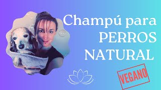 Aprende a hacer Champú para PERROS 🌿NATURAL Y VEGANO 🌿 [upl. by Imot]