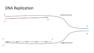 A full explanation about the Telomerase and the end replication problem [upl. by Lepley]