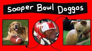 Doggos do the Sooper Bowl [upl. by Boarer371]