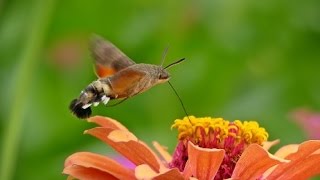 박각시나방 벌나방  a hawkmoth  a sphinx moth  Herse convolvuli  旋花天蛾 [upl. by Dirgis574]