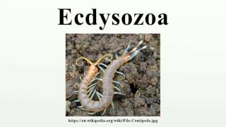 Ecdysozoa [upl. by Jairia]