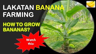 How to Grow Bananas  Lakatan Banana Farming [upl. by Damaris]