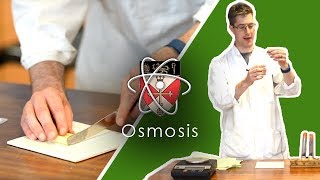 Osmosis  GCSE Science Required Practical [upl. by Reba]